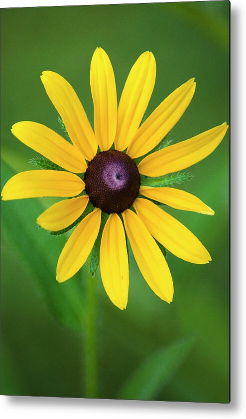 Rudbeckia Metal Print featuring the photograph Rudbeckia Flower by Christina Rollo