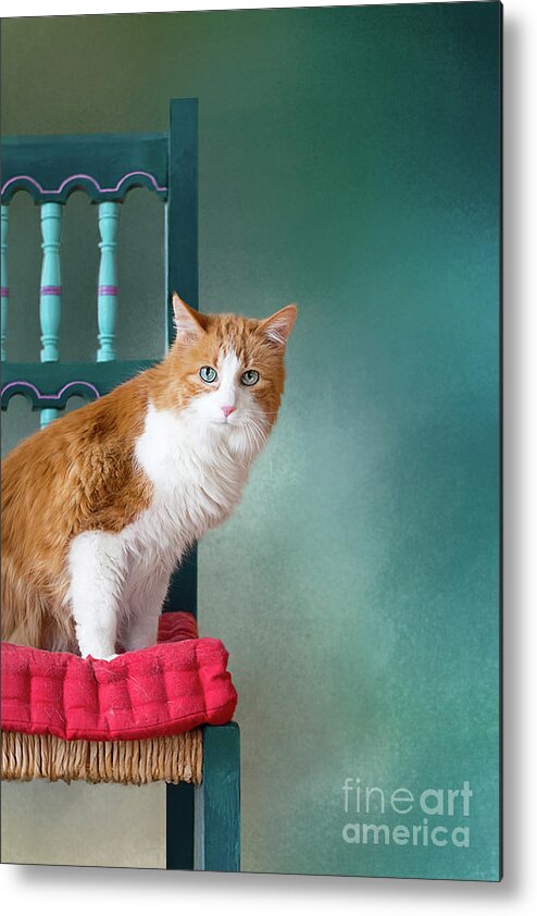 Blue Eyes Metal Print featuring the photograph Rusty by Susan Warren