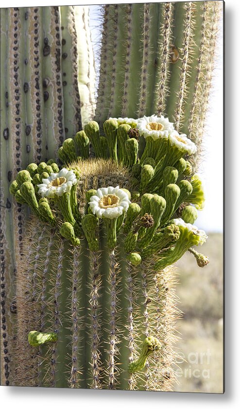 Arizona Metal Print featuring the photograph Saguaro Cactus Bloom by James BO Insogna