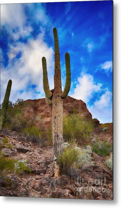 Sonoran Metal Print featuring the photograph Saguaro Cactus by Donna Greene