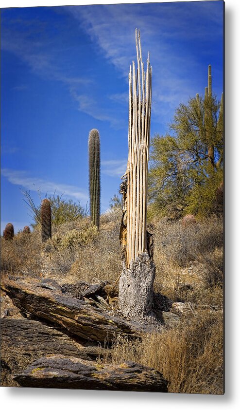 Saguaro Metal Print featuring the photograph Saguaro Cactus Skeleton by Kelley King