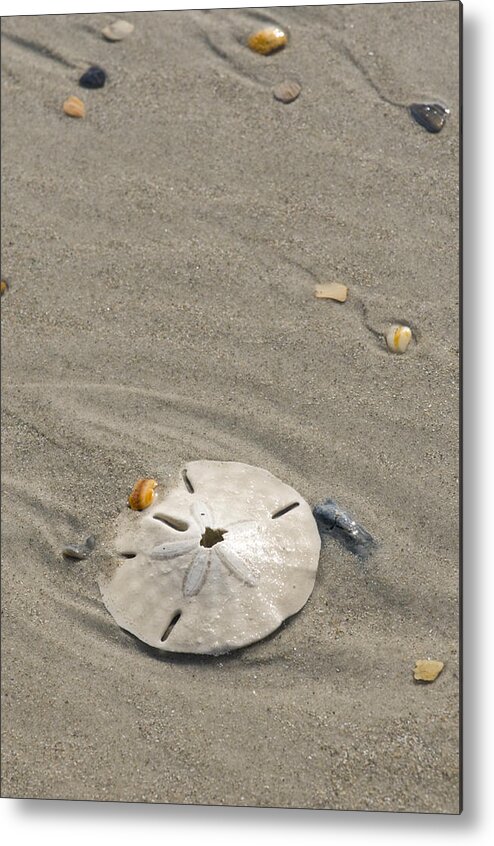 Day Metal Print featuring the photograph Sand dollar by Brian Green