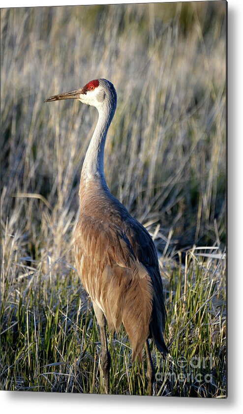 Denise Bruchman Metal Print featuring the photograph Sandhill Crane by Denise Bruchman