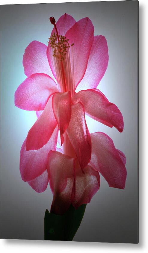 Christmas Cactus Metal Print featuring the photograph Schlumbergera Portrait. by Terence Davis