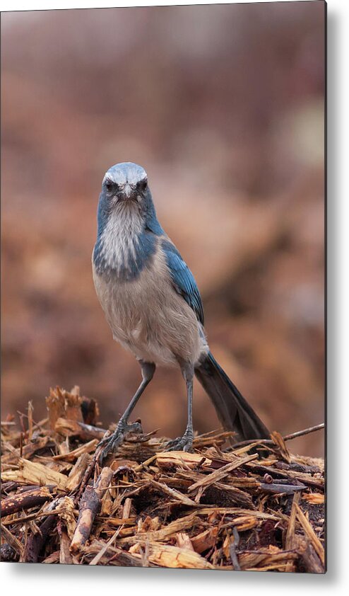 Scrub Jay Metal Print featuring the photograph Scrub Jay on Chop by Paul Rebmann