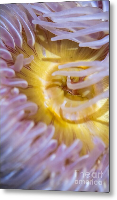 The Aquarium Of The Pacific Metal Print featuring the photograph Sea Anemones 4 by David Zanzinger