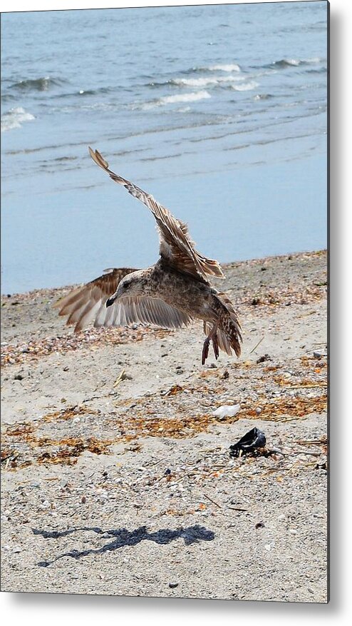 Beach Metal Print featuring the photograph Seagull and Shadow by Dani McEvoy