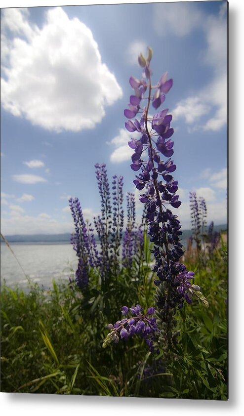 Lupine Metal Print featuring the photograph Seaside Lupine flower by Sven Brogren