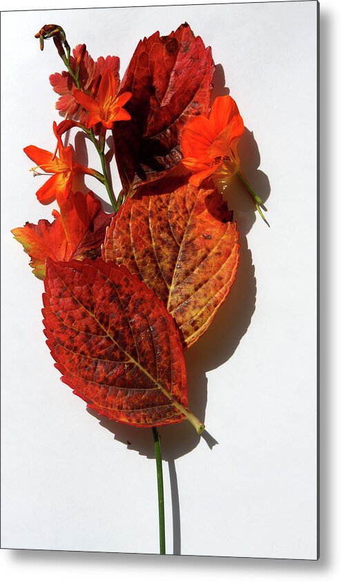 Outdoor Metal Print featuring the photograph Autumn Colour by Aidan Moran