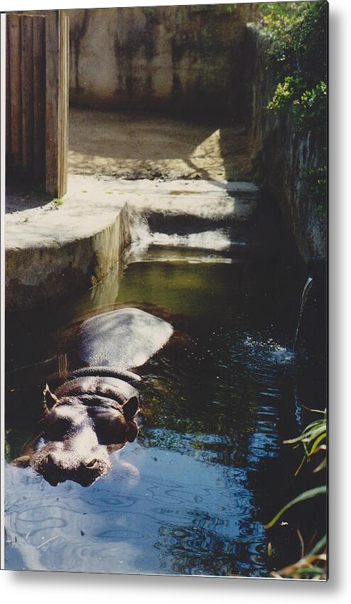  Metal Print featuring the photograph Semi submerged hippo by Mia Alexander