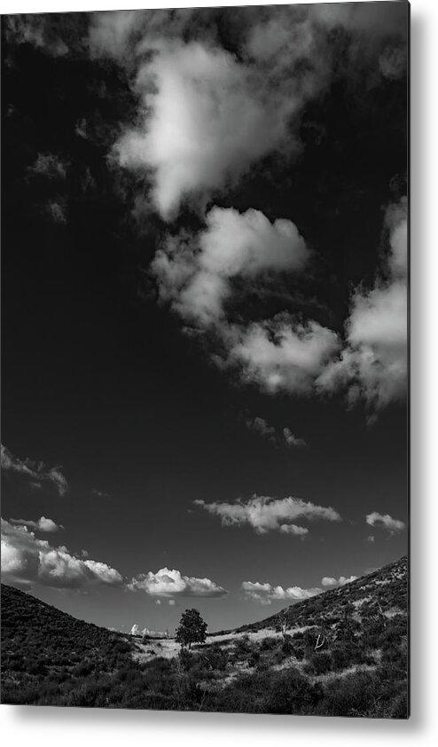 Oak Tree Metal Print featuring the photograph Sentinel's Expanse by TM Schultze