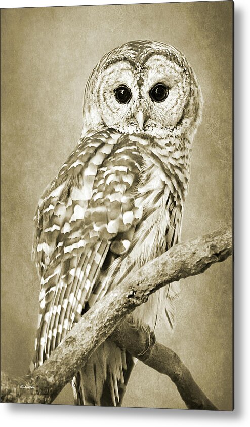 Owl Metal Print featuring the photograph Sepia Owl by Christina Rollo