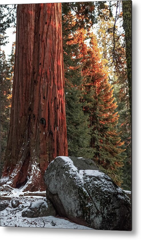 California Metal Print featuring the photograph Sequoia National Park Light Snow California by Adam Rainoff