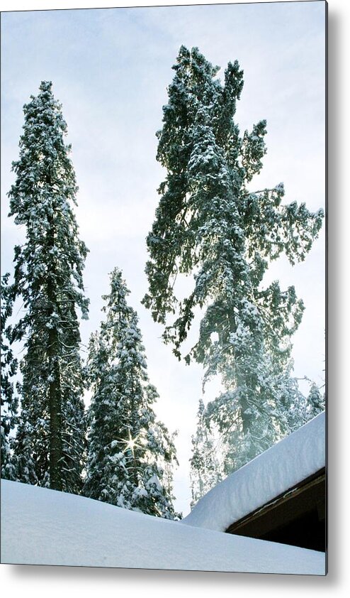 Winter Metal Print featuring the photograph Sequoia Park by Masha Batkova