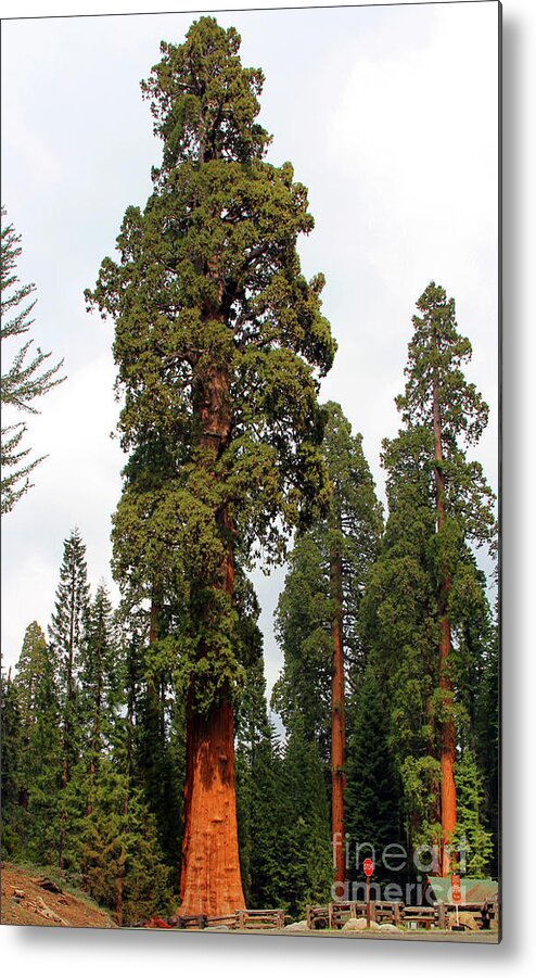 Sequoia National Park Metal Print featuring the photograph Sequoia Tree 6615 by Jack Schultz