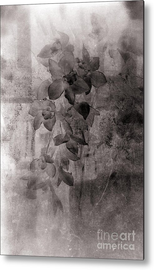 Flower Metal Print featuring the photograph Serenade by Susanne Van Hulst