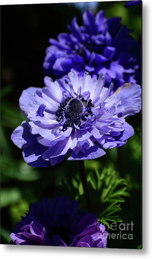 Flowers Metal Print featuring the photograph Shades of Purple by Cindy Manero