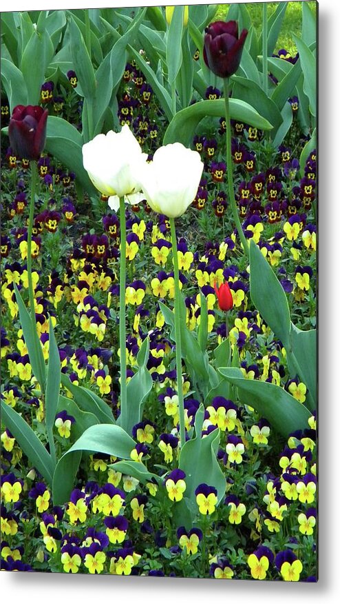 Tulips Metal Print featuring the photograph Shape and size by Manuela Constantin
