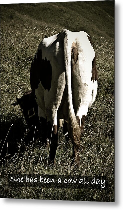 Frank Tschakert Metal Print featuring the photograph She has been a cow all day by Frank Tschakert