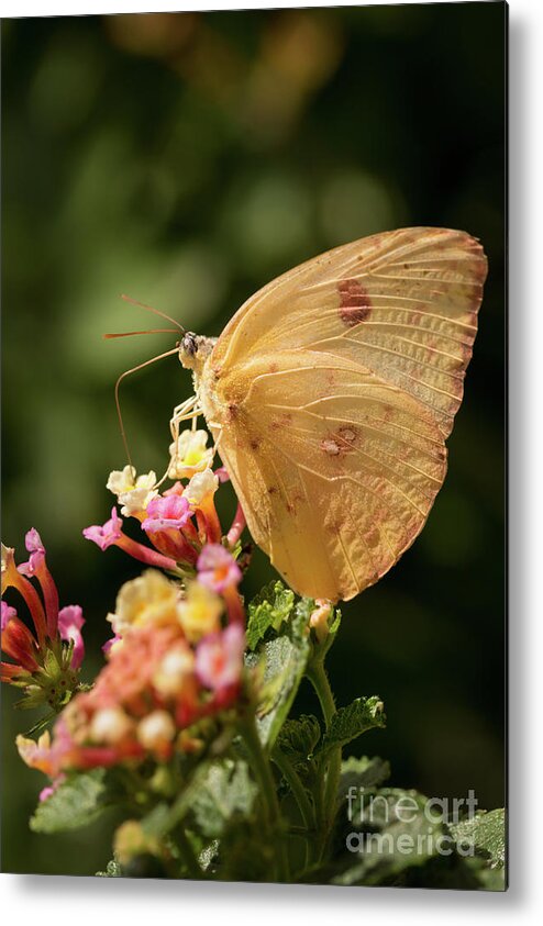 Butterfly Metal Print featuring the photograph She Wears Her Heart on Her Wing by Ana V Ramirez