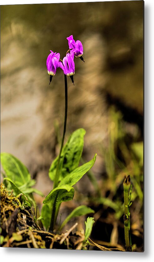 Wildflower Metal Print featuring the photograph Shooting Star by Fred Denner