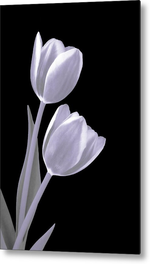 Tulips Metal Print featuring the photograph Silver Tulips by Johanna Hurmerinta