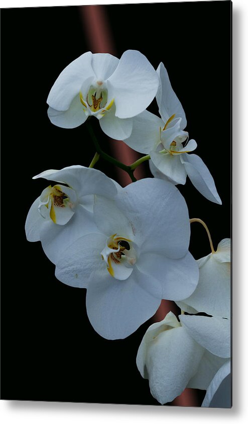 #orchids Metal Print featuring the photograph Simple Elegance by Ramabhadran Thirupattur
