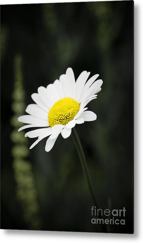 Flower Metal Print featuring the photograph Single wild daisy by Simon Bratt