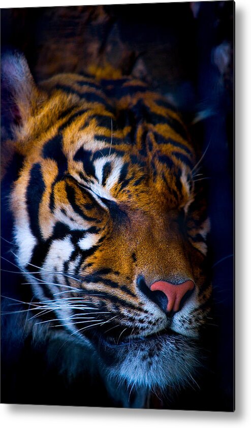 Tiger Metal Print featuring the photograph Sleeping Giant by Ryan Heffron