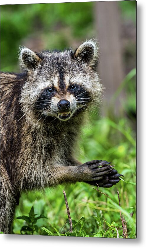 Raccoon Metal Print featuring the photograph Smiling Raccoon by Paul Freidlund