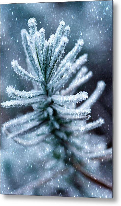 Snow Metal Print featuring the photograph Snow Cover Pine by Crystal Wightman
