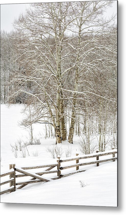 Aspen Metal Print featuring the photograph Snow-covered by Denise Bush