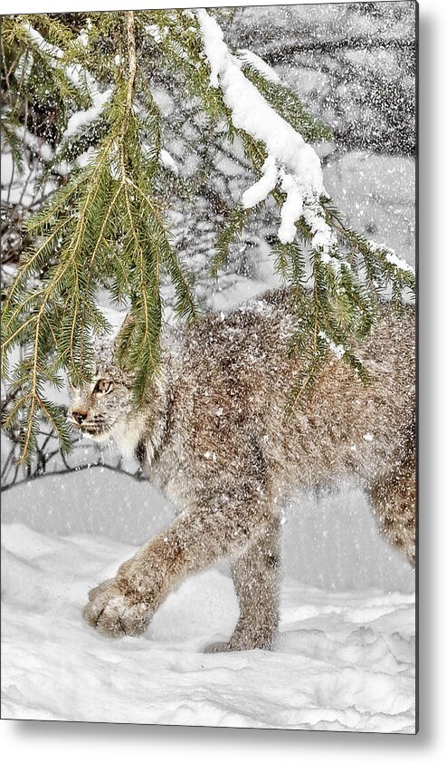 Snow Fall Metal Print featuring the photograph Snow Fall by Wes and Dotty Weber