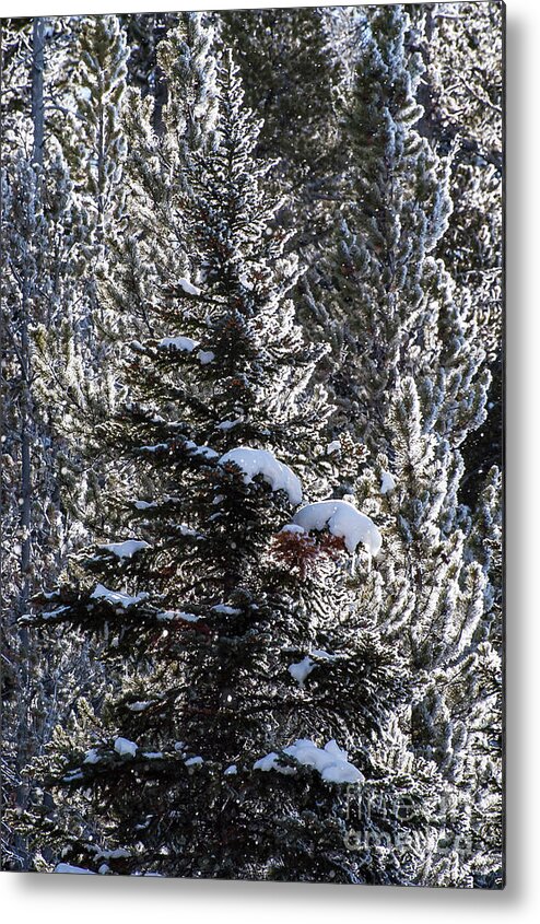 Yellowstone National Park Metal Print featuring the photograph Snow Flocked Pines One by Bob Phillips