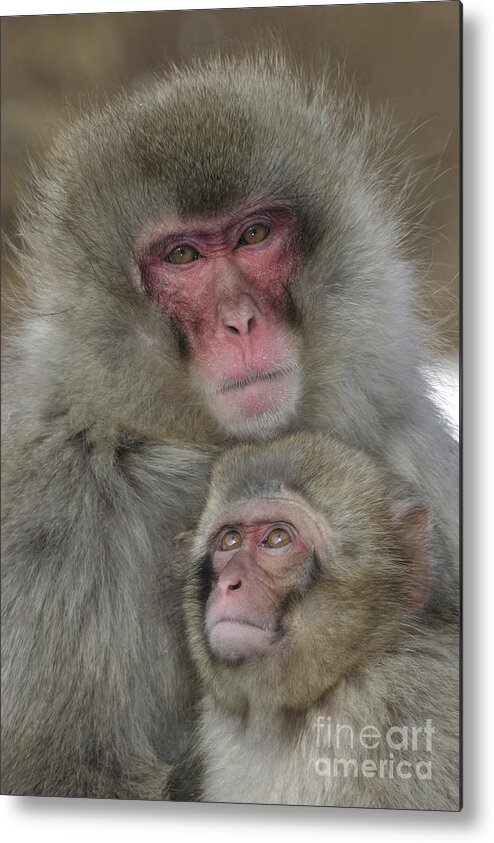 Japanese Macaque Metal Print featuring the photograph Snow Monkey And Young by Jean-Louis Klein & Marie-Luce Hubert