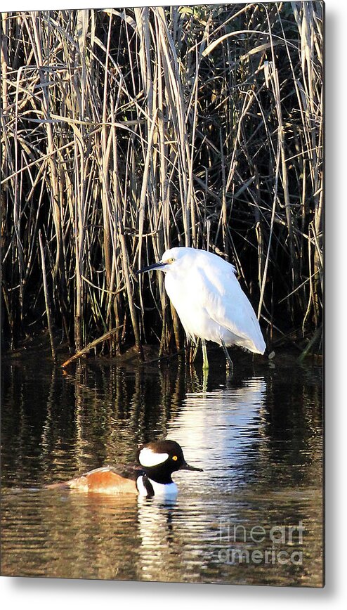 Snowy Egret And A Guy From The Hood Metal Print featuring the photograph Snowy Egret and a Guy from the Hood by Jennifer Robin