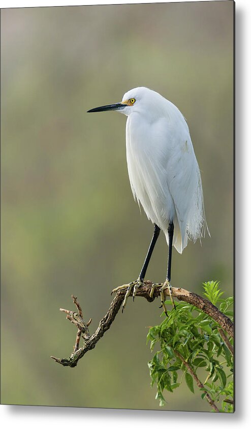 Dawn Currie Photography Metal Print featuring the photograph Snowy Egret Portrait by Dawn Currie