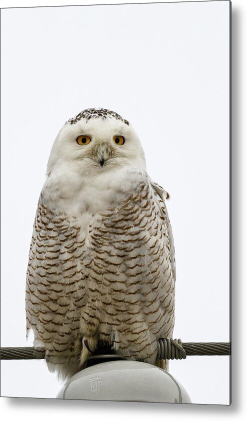 Snowy Owl Metal Print featuring the photograph Snowy On A Wire by Michael Hubley