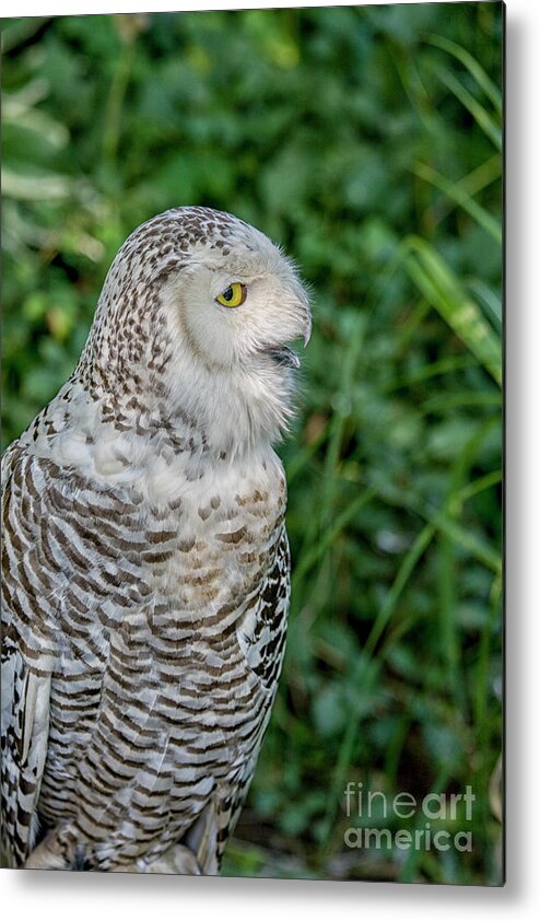Owl Metal Print featuring the photograph Snowy Owl by Patricia Hofmeester