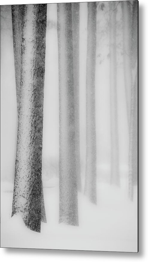 Trees Metal Print featuring the photograph Snowy Trees by Karen Smale