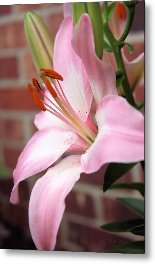 Flower Metal Print featuring the photograph So Soft Lily by Diane Lindon Coy