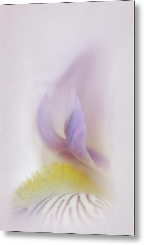 Bloom Metal Print featuring the photograph Soft and Delicate Iris by David and Carol Kelly