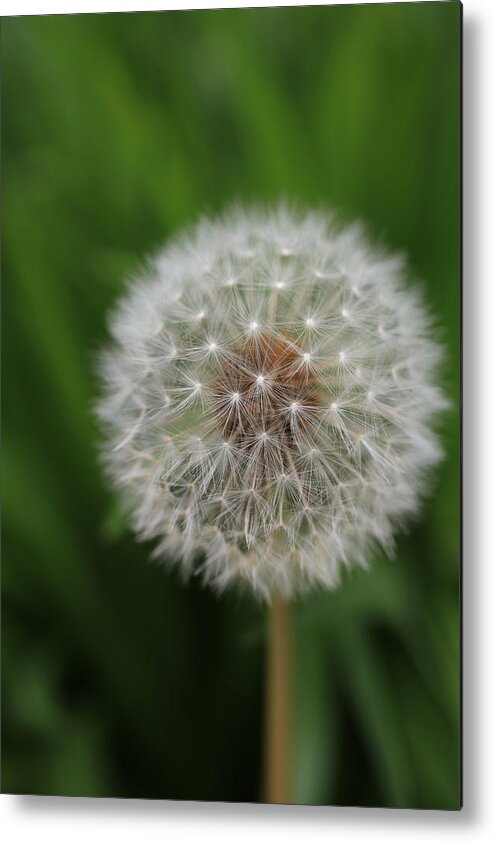 Dandelion Metal Print featuring the photograph Soft Dandelion by Tammy Pool