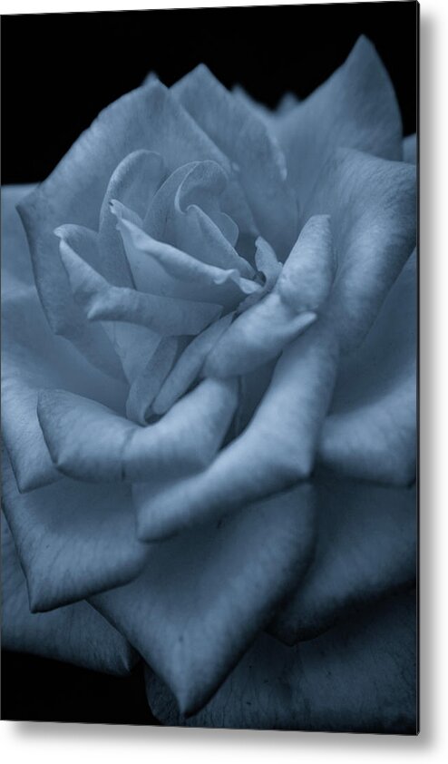 Soft Metal Print featuring the photograph Soft Rose 4691 BW_2 by Steven Ward