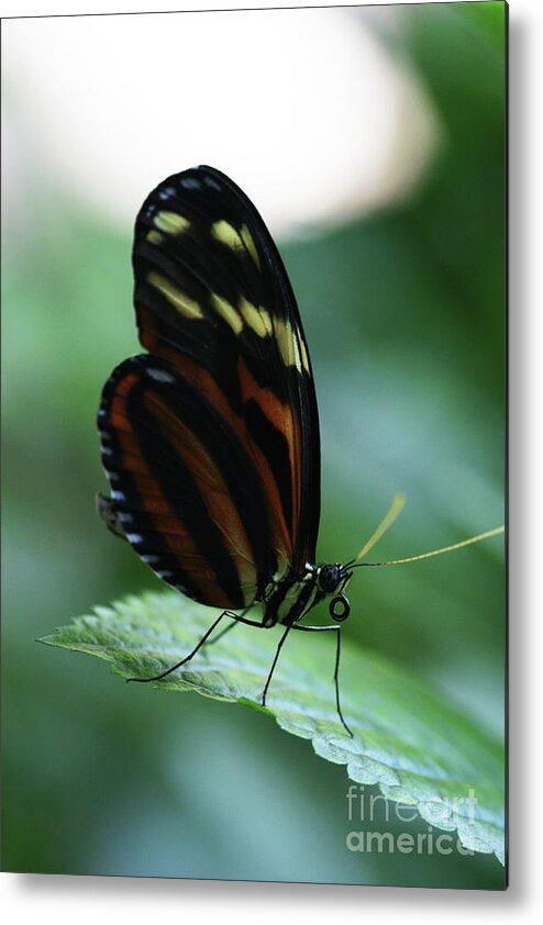 Butterfly Metal Print featuring the photograph Soft Touch by Linda Shafer