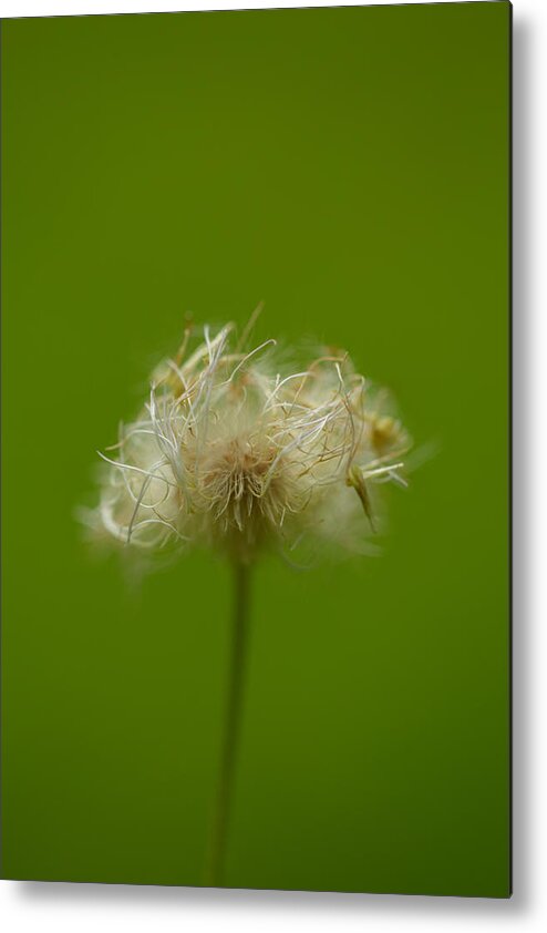 Green Metal Print featuring the photograph Softly In A Sea Of Green by Shane Holsclaw