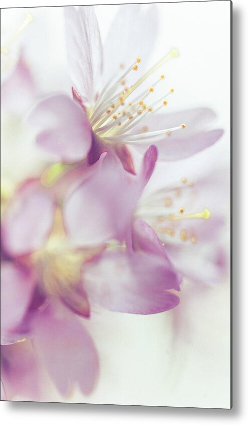 Jenny Rainbow Fine Art Photography Metal Print featuring the photograph Softly Spoken. Spring Sakura Blossom by Jenny Rainbow