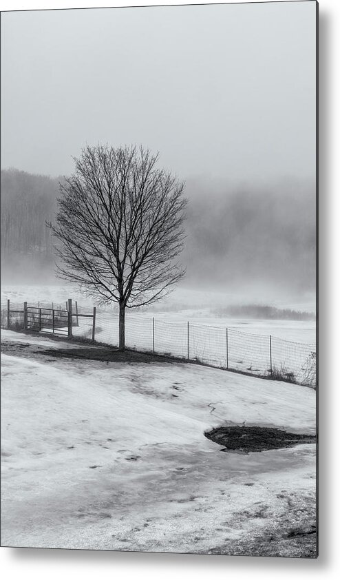 Williamsville Vermont Metal Print featuring the photograph Solo Tree by Tom Singleton