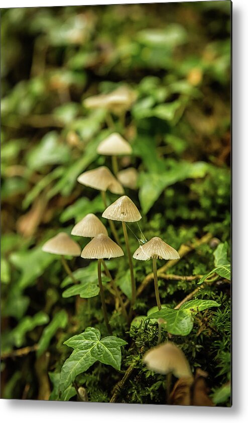 Mushroom Metal Print featuring the photograph Something's Been Here by Nick Bywater