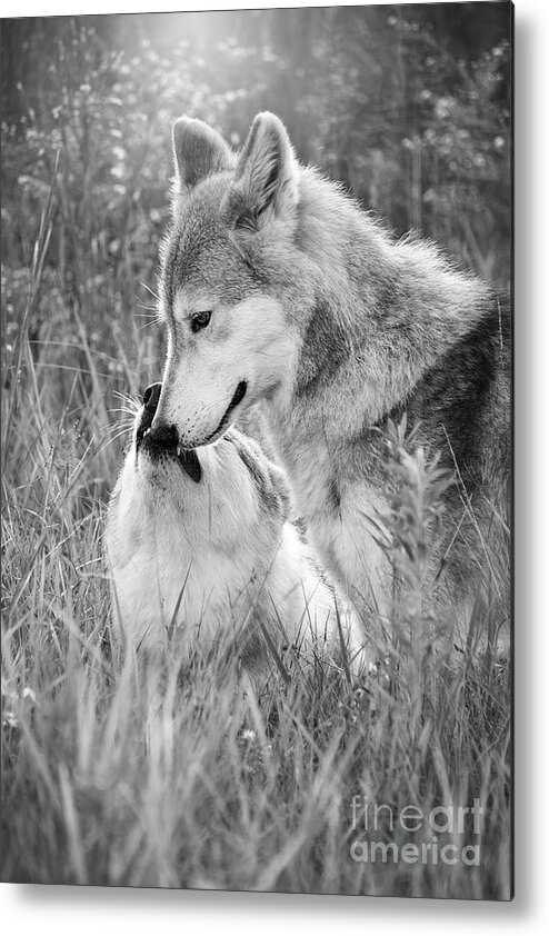 Black And White Metal Print featuring the photograph Soul Mates Black And White by Sharon McConnell